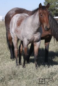 Annabone's 2022 Bay Roan Colt